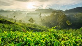 Darjeeling First Flush 2026